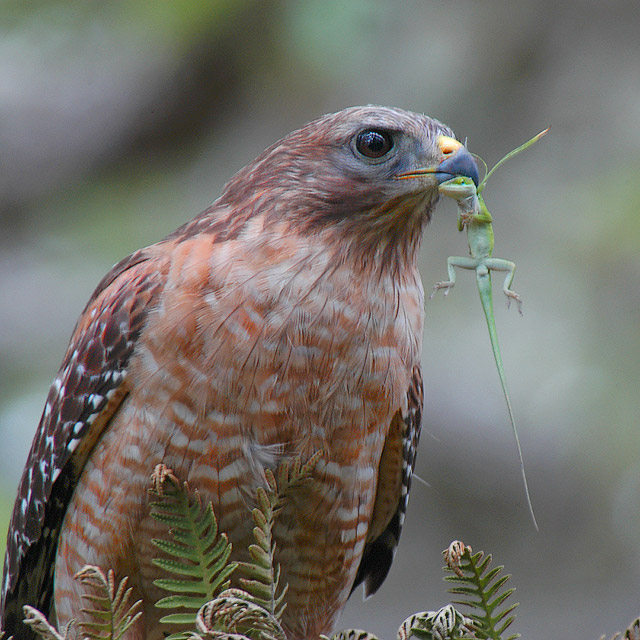 A Grandiosa Aguia comendo o Lagartinho